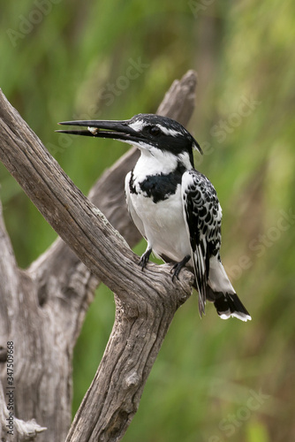 Martin pêcheur pie,.Ceryle rudis, Pied Kingfisher