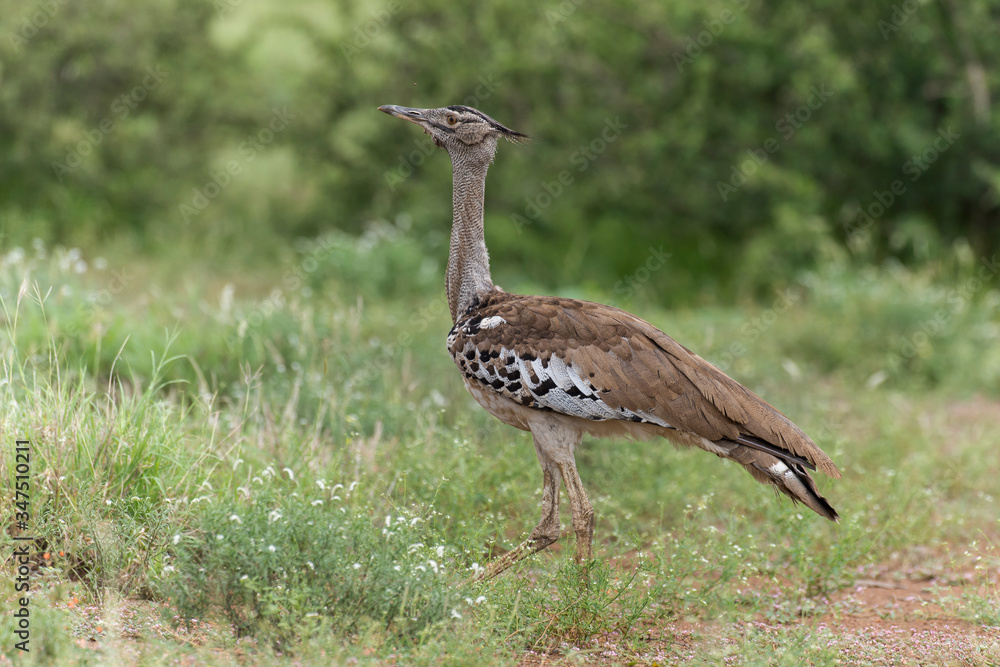 Outarde kori, parades, Ardeotis kori, Kori Bustard, Afrique du Sud Outarde kori, parades, Ardeotis kori, Kori Bustard, Afrique du Sud