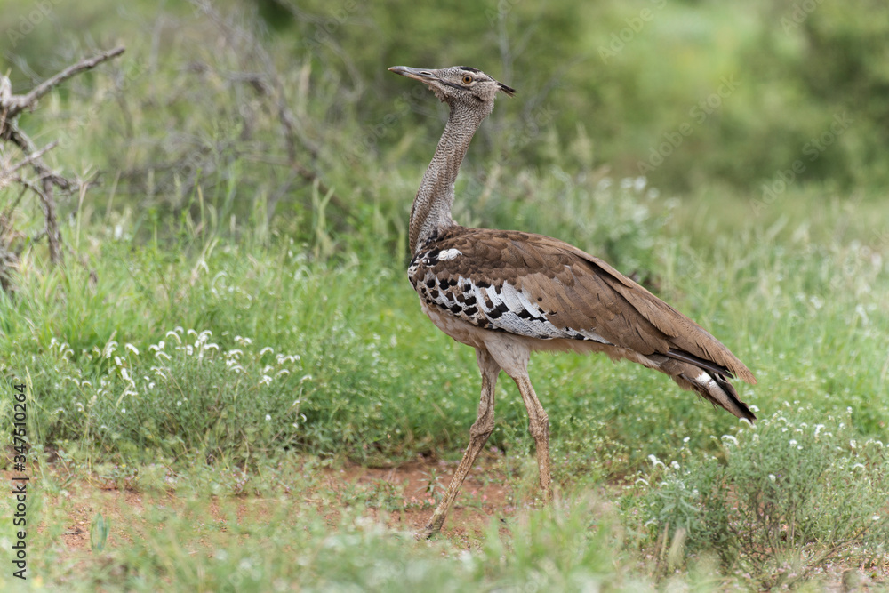 Outarde kori, parades, Ardeotis kori, Kori Bustard, Afrique du Sud Outarde kori, parades, Ardeotis kori, Kori Bustard, Afrique du Sud