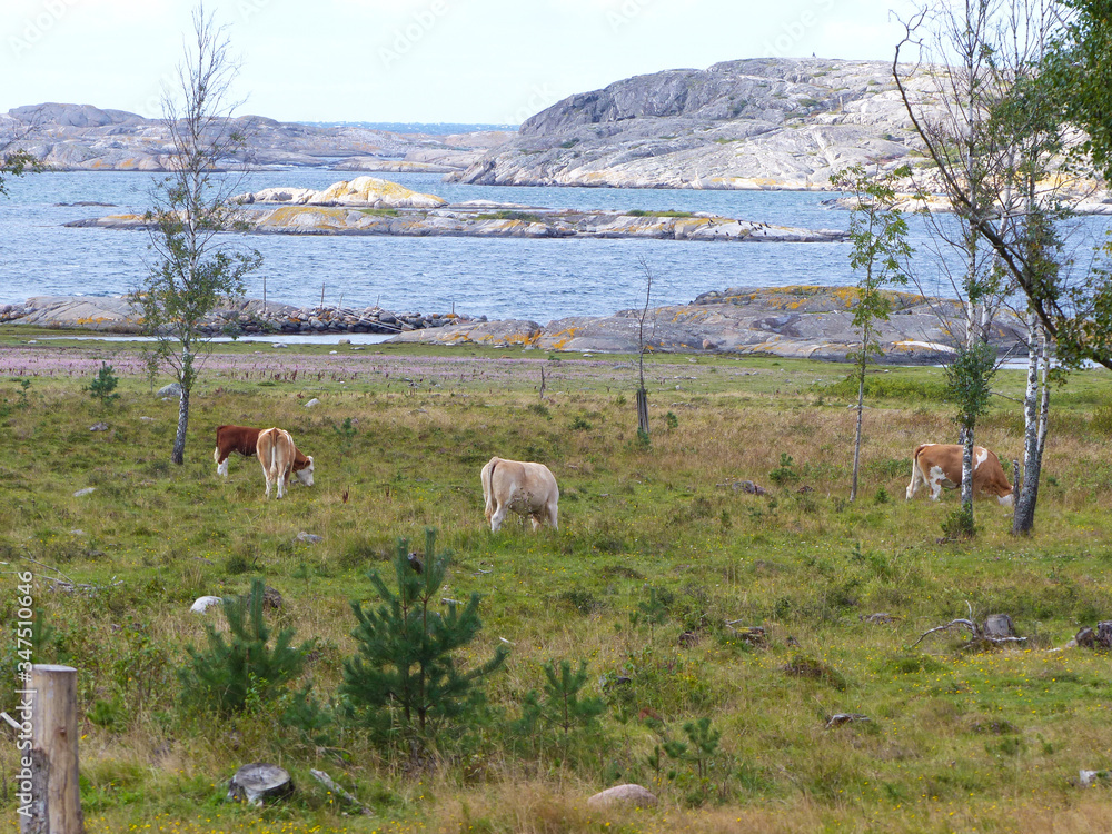 Cows and landscapes in the Koster, Sydkoster and Nordkoster islands. Archipielago of Kosterhavets Nationalpark. Stromstad. Bohuslan. Sweden. Cows and landscapes in the Koster, Sydkoster and Nordkoster islands. Archipielago of Kosterhavets Nationalpark. Stromstad. Bohuslan. Sweden.