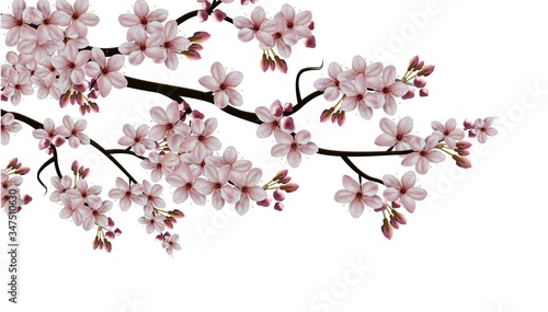 Vector realistic isolated illustration on white background, sakura blooming branch with flowers. © Real Vector