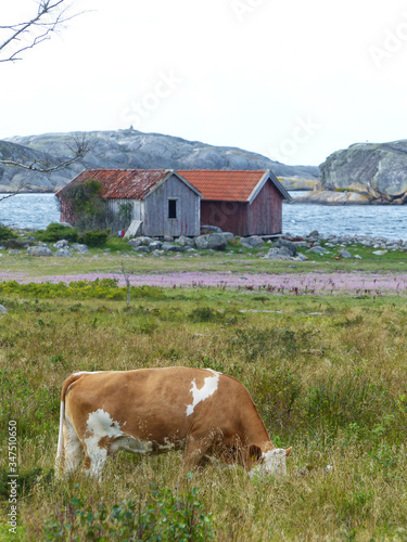Cows and landscapes in the Koster, Sydkoster and Nordkoster islands. Archipielago of Kosterhavets Nationalpark. Stromstad. Bohuslan. Sweden. photo