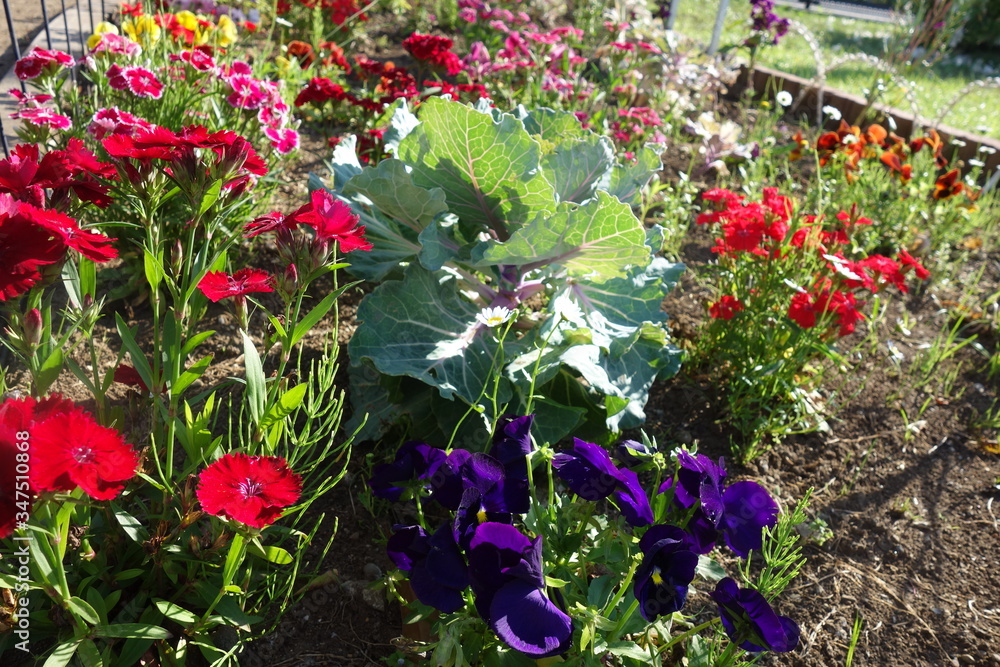 日本の公園の春の花壇