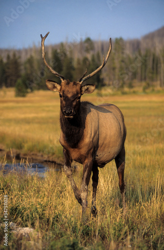 Wapiti  Cervus canadensis  Parc national du Yellowstone  Etats Unis  USA