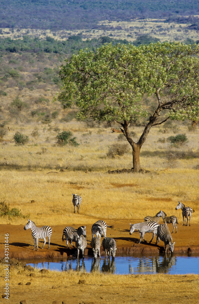 Obraz premium Zébre de Grant, Equus burchelli grant, Parc national du Tsavo, Kenya