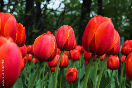 Tulips background. Nature concept - beautiful spring landscape with tulips flowers in the garden on blurred green trees background. The texture of the flowers. Flowers postcards on a holiday.