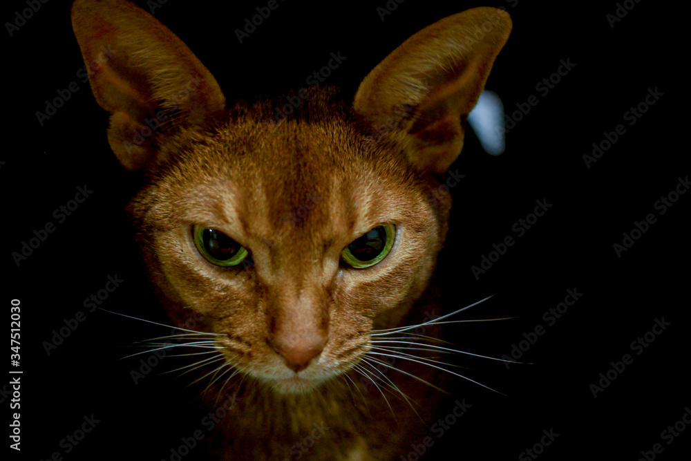 Abyssinian red cat on black background close-up