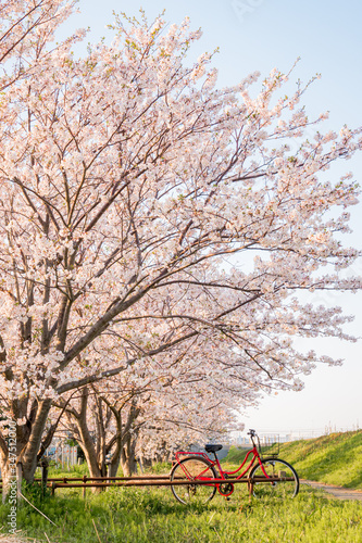桜と自転車