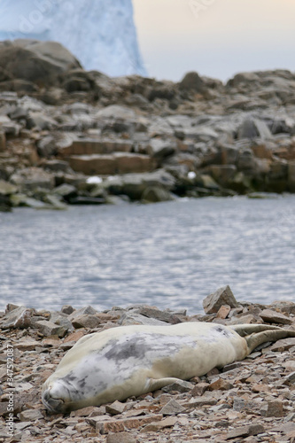 Sleeping crabeater seal on island before iceberg, Antarctica