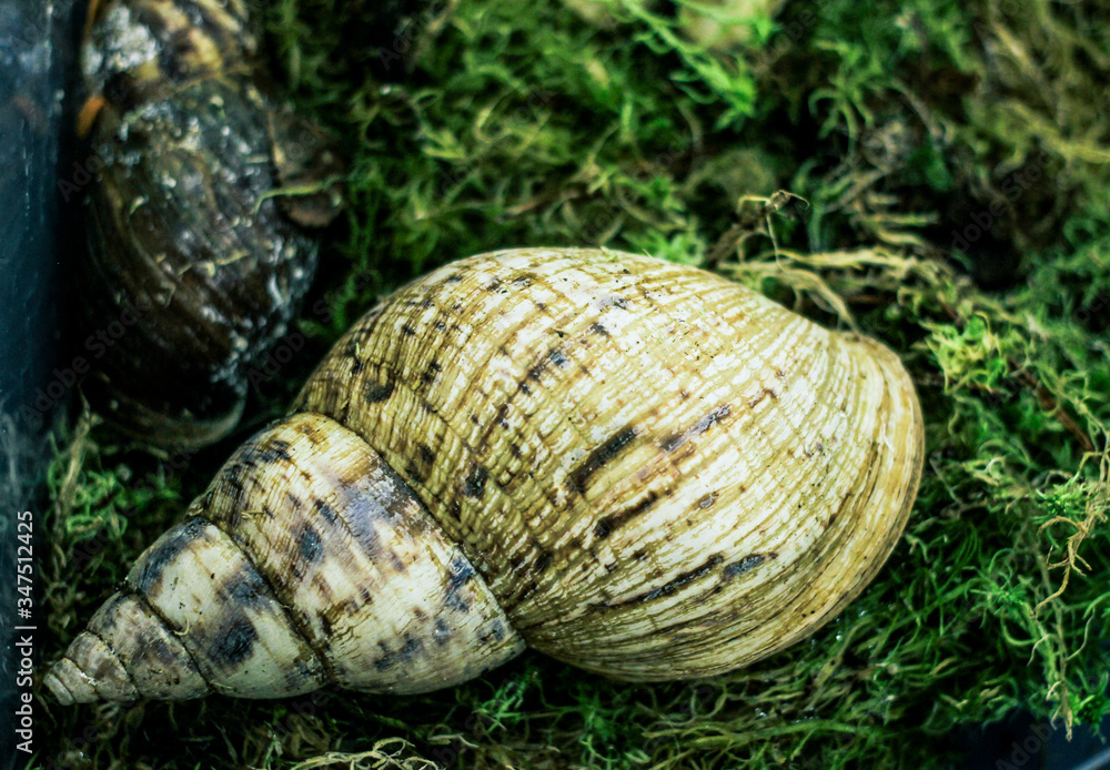 The shell of the large snail akhatina among the moss The shell of the large snail akhatina among the moss
