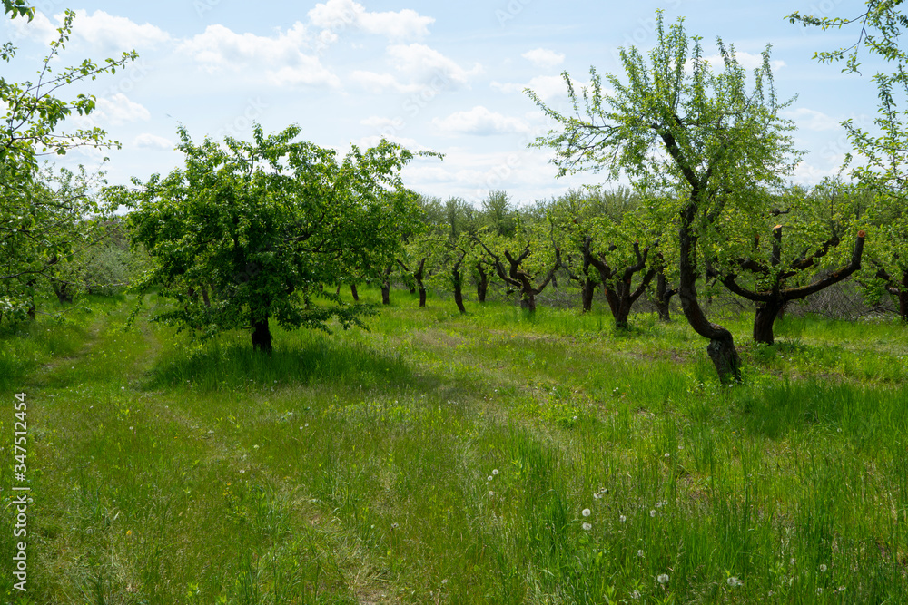 apple garden with green grass on a spring day
