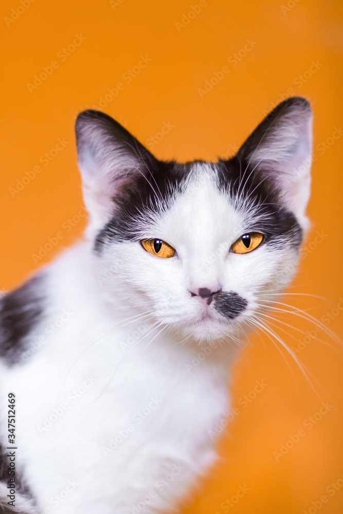 Adorable black and white cat with yellow eyes on orange background
