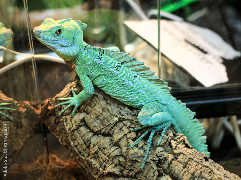 Fototapeta premium Close-up view of a green Plumed basilisk, Basiliscus plumifrons