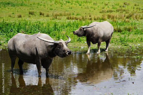 Two water buffalos