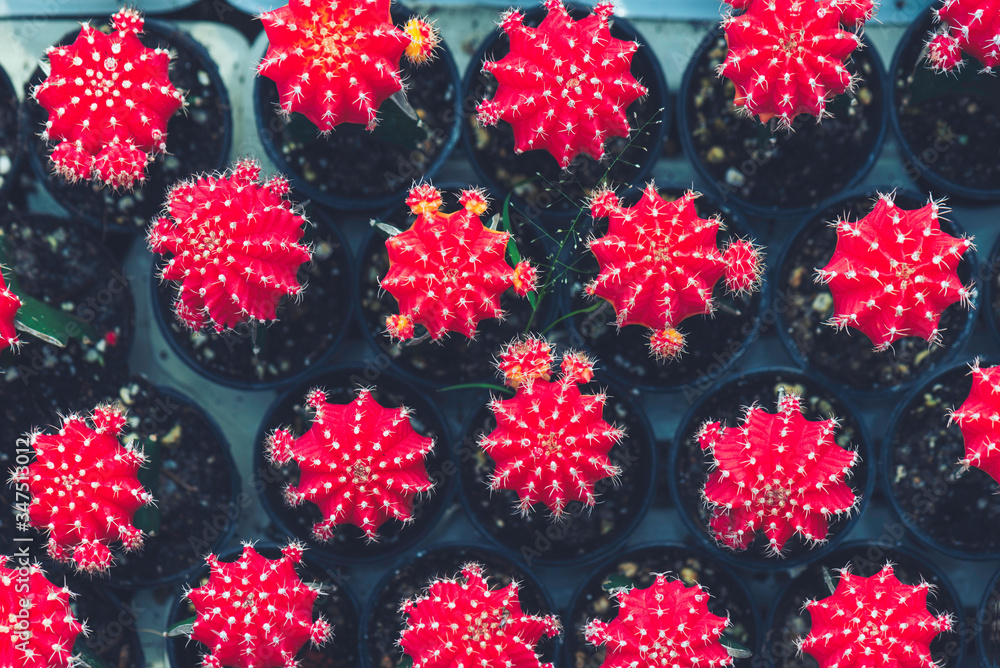 Top view of red gymnocalycium cactus in pattern that plant in small plastic pot. Concept of small tree for office table decoration. Top view of red gymnocalycium cactus in pattern that plant in small plastic pot. Concept of small tree for office table decoration.