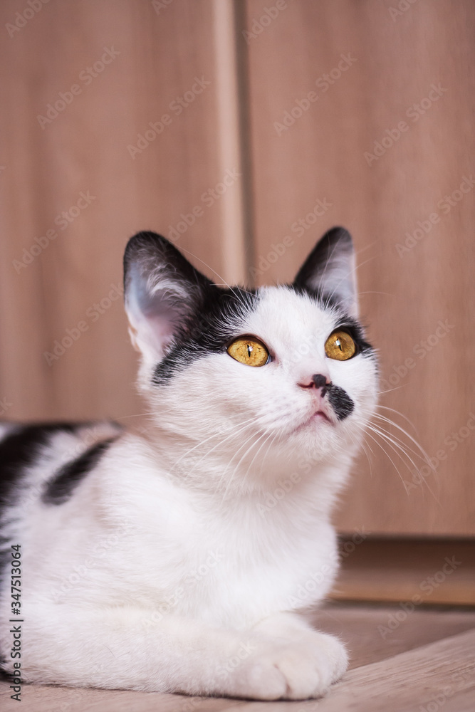 Portrait of a black and white young cat