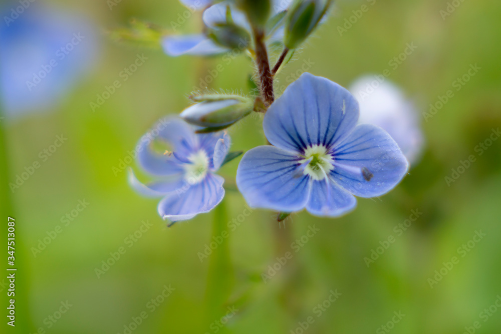 Blue spring flower in the garden macro close-up shot