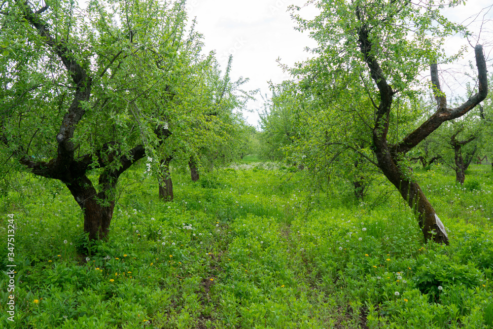 Path in the apple orchard along the green grass with dandelions Path in the apple orchard along the green grass with dandelions