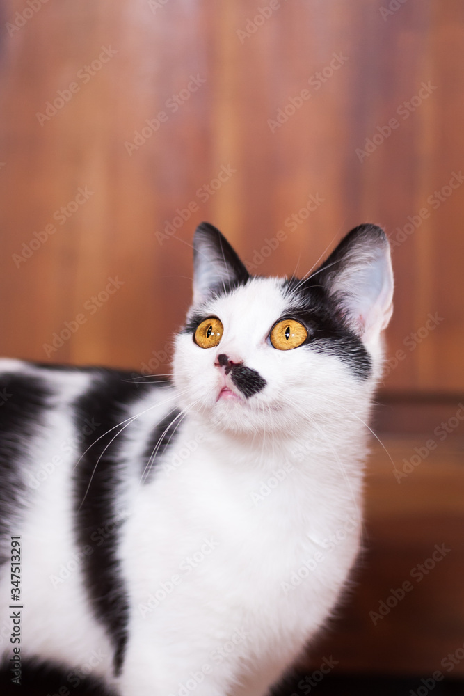 Portrait of an adorable black and white young cat