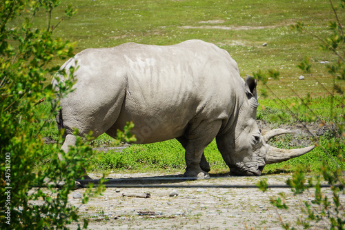 Horned rhino