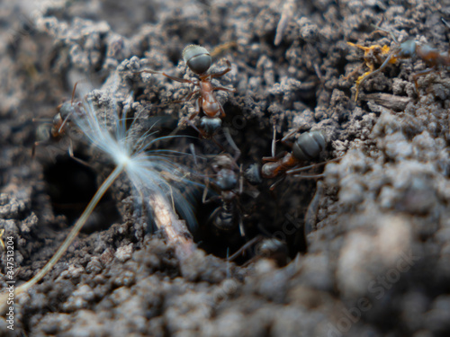 macro shot of ants on the ground in an anthill in a park © Igor