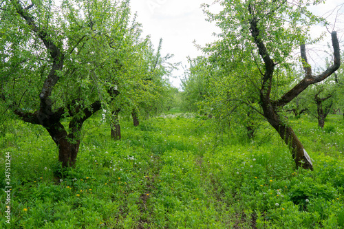 Path in the apple orchard along the green grass with dandelions