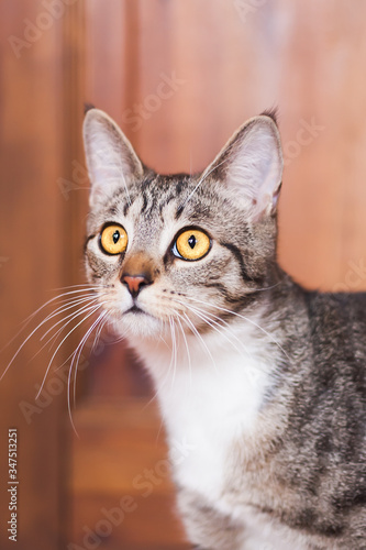Portrait cute brown tabby striped cat © Sabriel Smut