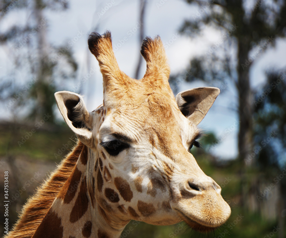 Fototapeta premium Giraffe in captivity