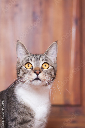 Portrait cute brown tabby striped cat