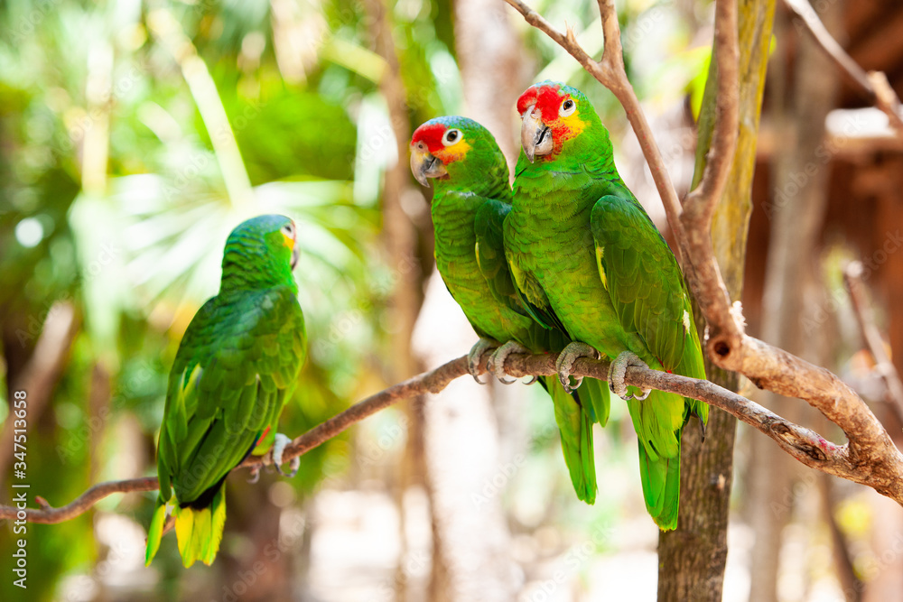 Couple of green parrots sitting in a tropical forest Couple of green parrots sitting in a tropical forest