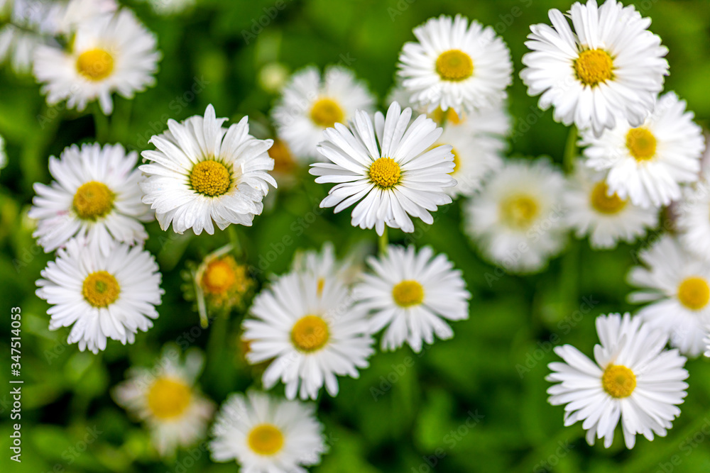 medicinal chamomile medicinal chamomile