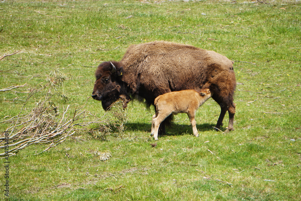 Bison calf feeding on his mother's udder Bison calf feeding on his mother's udder