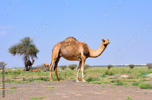 Cute single-humped camel near the desert in Al Ain city. United Arab Emirates. Asia. © Alena