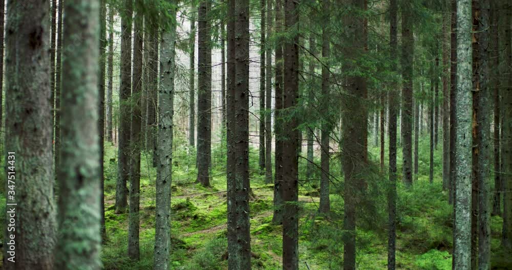 Green and moisty norwegian forest slow motion. Nordmarka Green and moisty norwegian forest slow motion. Nordmarka