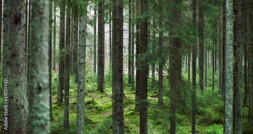 Green and moisty norwegian forest slow motion. Nordmarka   photo