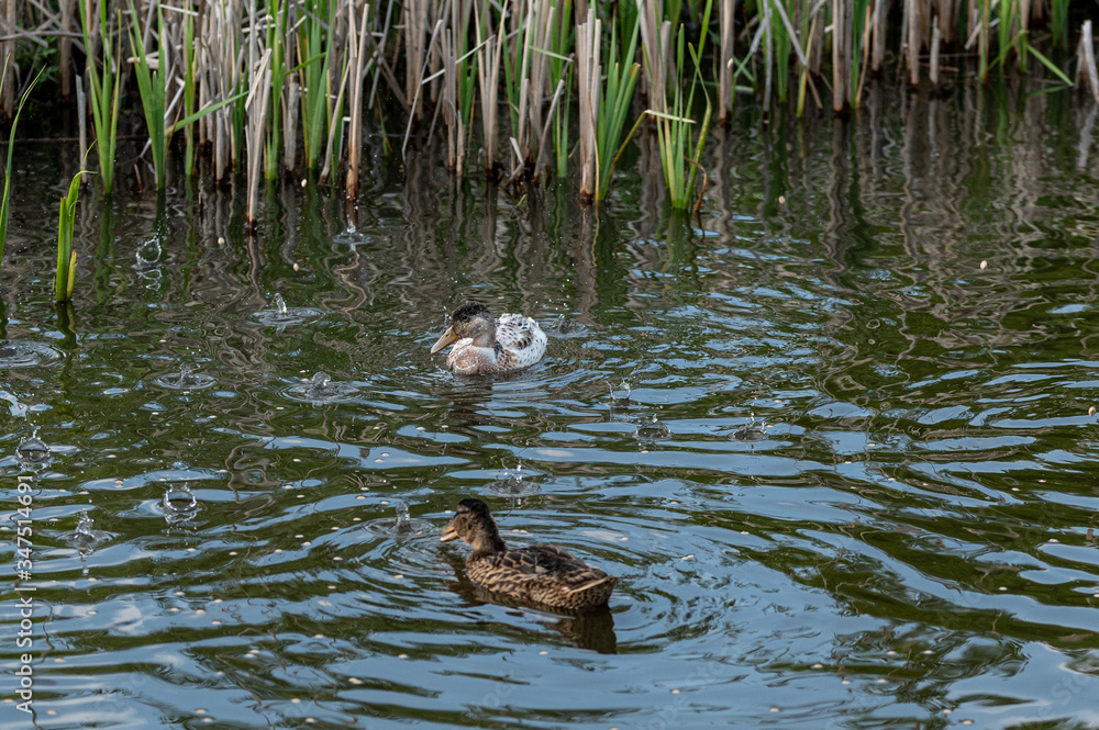 Hybrid mallard duckling that started life with yellow feathers and has now developed white plumage Hybrid mallard duckling that started life with yellow feathers and has now developed white plumage