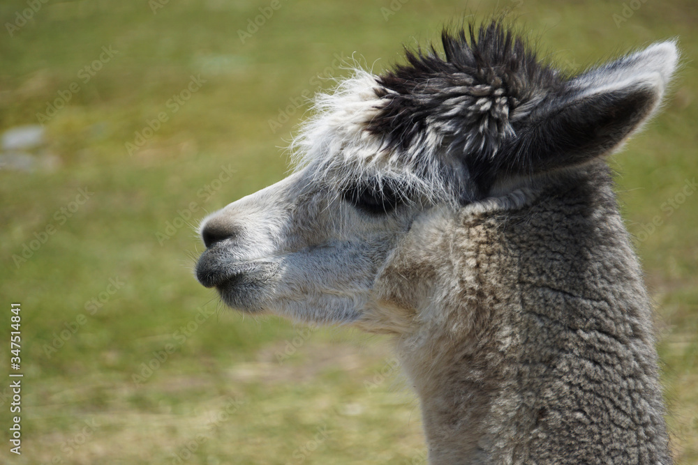 Closeup of an alpaca's profile
