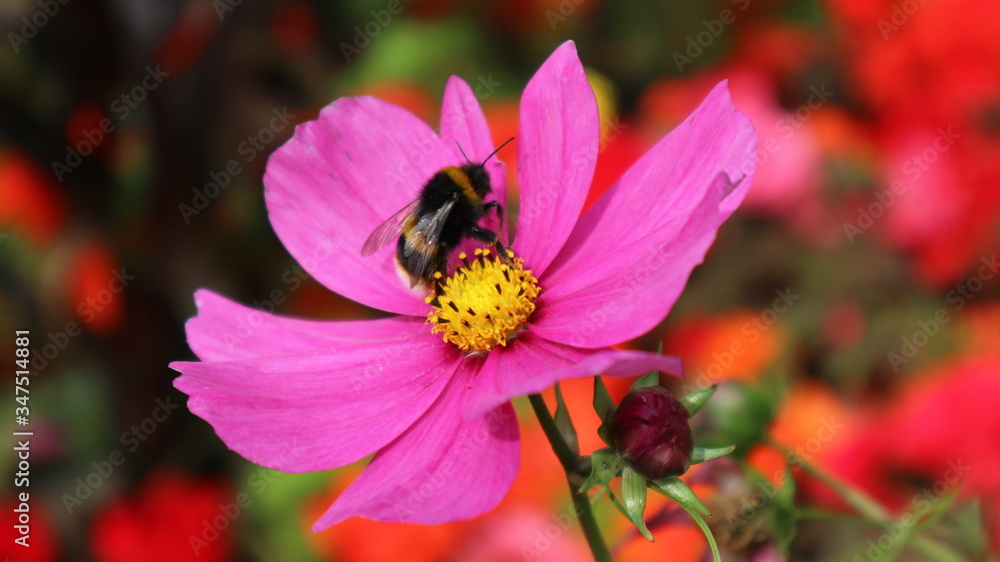 Flower bee Flower bee