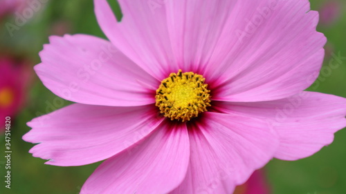 Close up of a pink flower