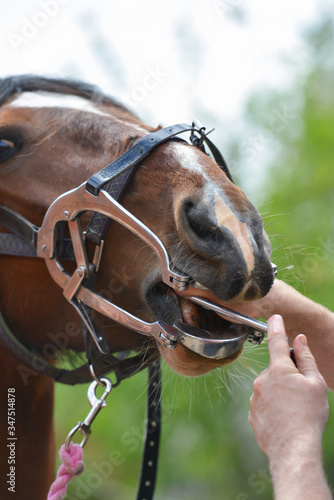 Fototapeta Naklejka Na Ścianę i Meble -  Close up shot of scared looking horse as it is treated by the equine dentist, it’s mouth clamped open and the vets hand in its mouth 
