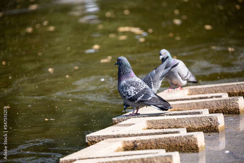 Obraz premium Pigeons near to the lake in park
