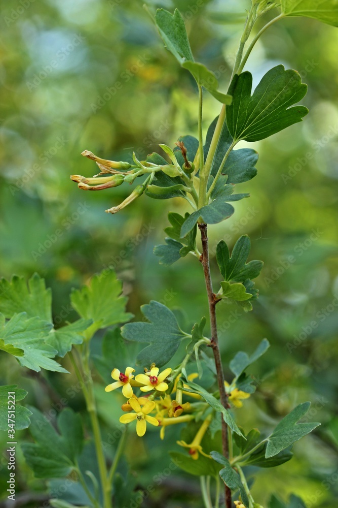 Blühende Gold-Johannisbeere (Ribes aureum)