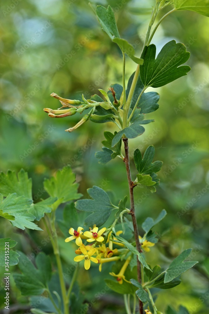 Blühende Gold-Johannisbeere (Ribes aureum) Blühende Gold-Johannisbeere (Ribes aureum)