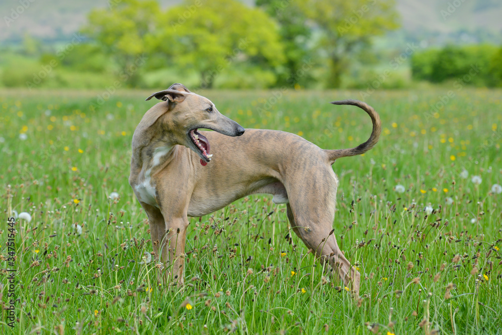 Fototapeta premium Large whippet type dog stands looking back over its shoulder in meadow in English countryside.