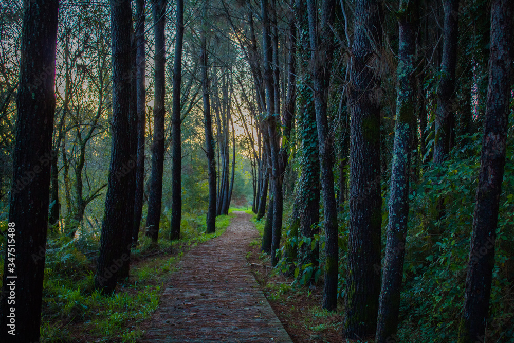 Fototapeta premium Camino en medio de espacio natural.