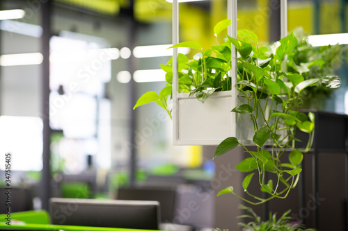 Young green plants in pots in eco office interior