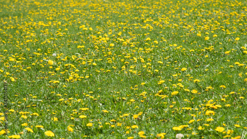 Banner - a field with green grass and blooming yellow dandelion flowers. Panoramic summer spring background.