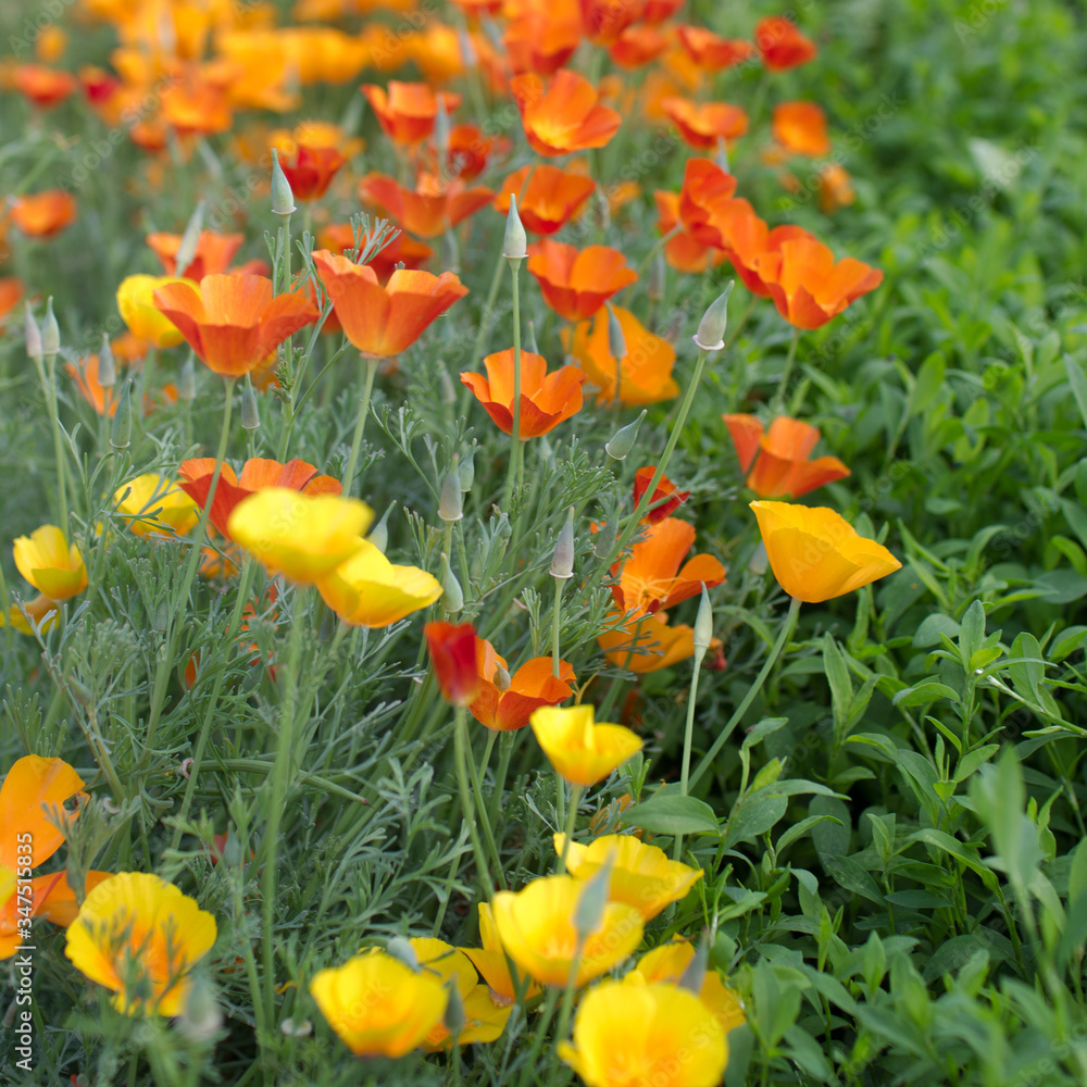 orange and yellow flowers orange and yellow flowers