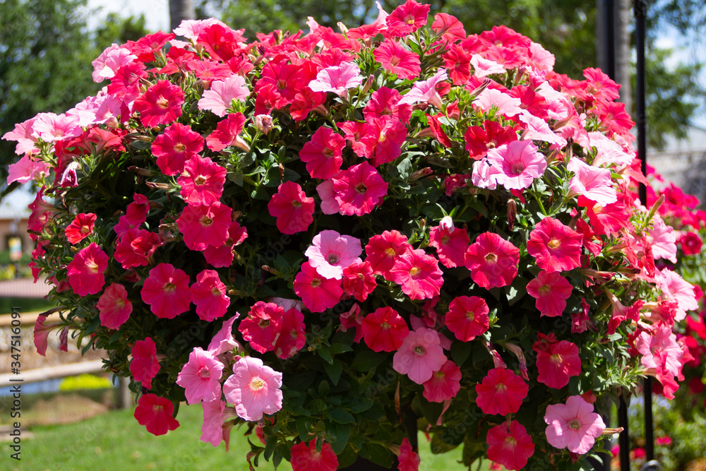 Beautiful brightly coloured pink petunias in a hanging basket display