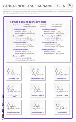 Cannabinol and Cannabinodiol CBN with Structural Formulas in Cannabis vertical business infographic illustration about cannabis as herbal alternative medicine and chemical therapy, healthcare vector.